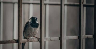 Bird in a prison cell