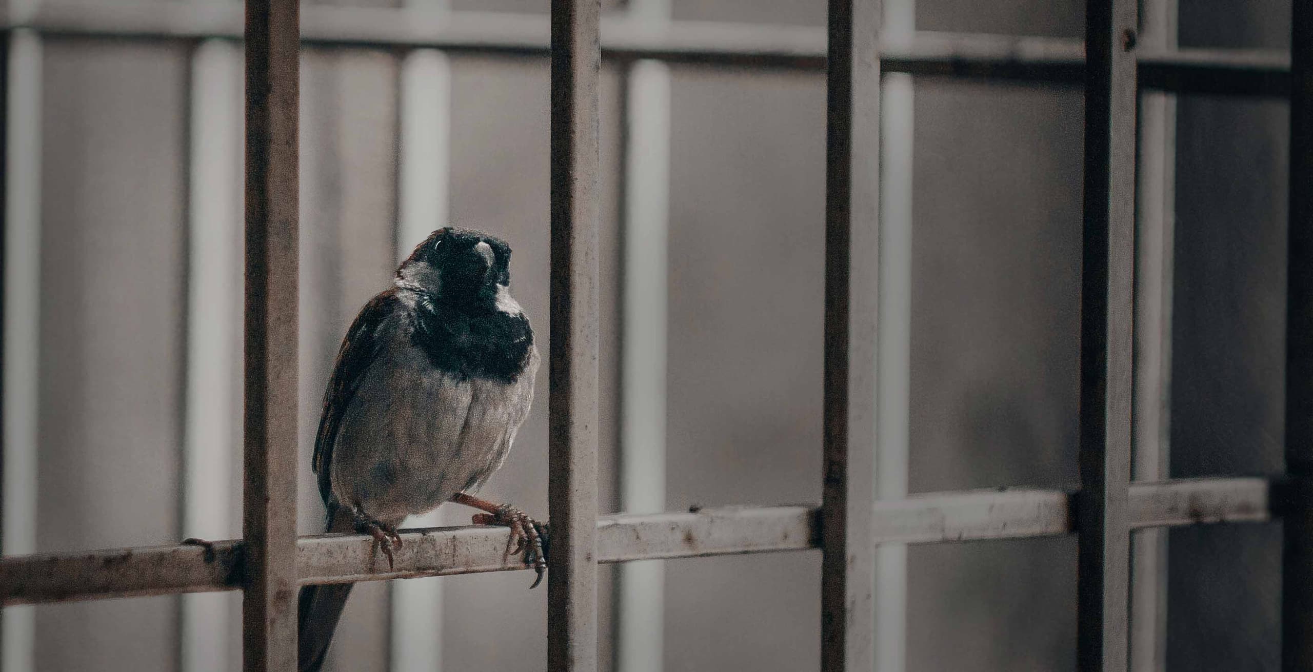 Bird in a prison cell