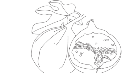 drawing of figs